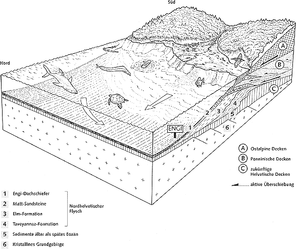 Schematischer Querschnitt durch das nördliche Alpenvorland im frühen Oligozän